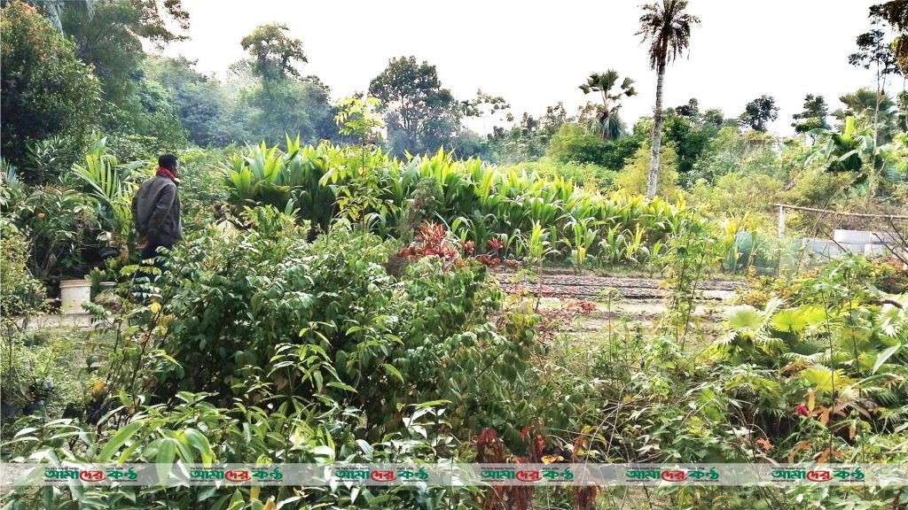 গদাইপুর গ্রামের প্রতিটি বাড়ি যেন একটি নার্সারি