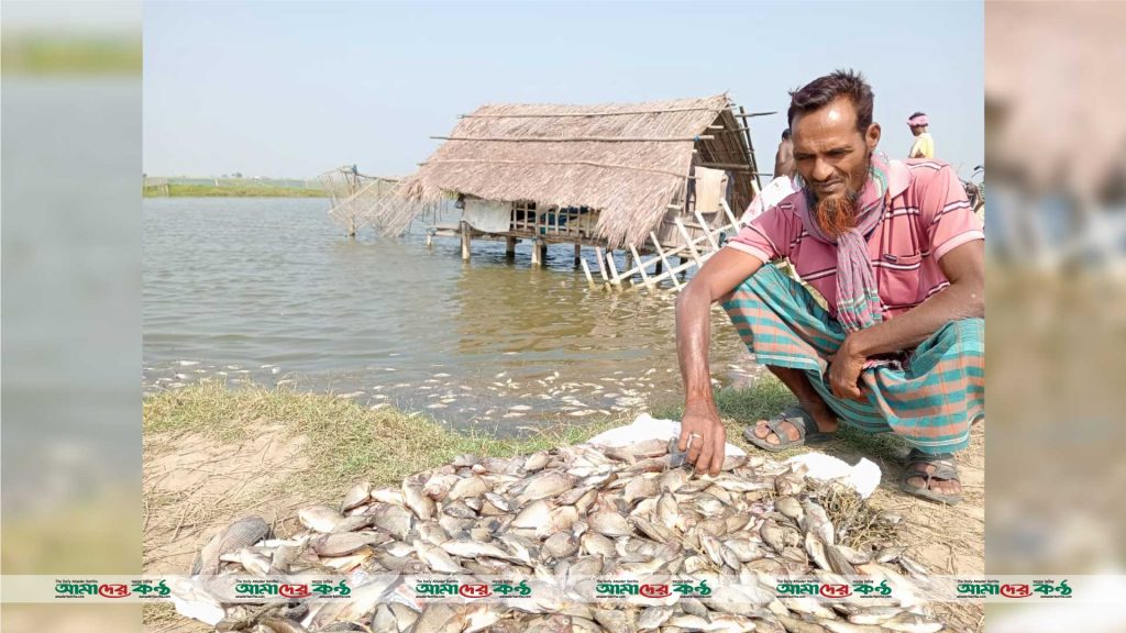 তালায় মৎস্য ঘেরে বিষ প্রয়োগ, ৩ লাখ টাকার ক্ষতি