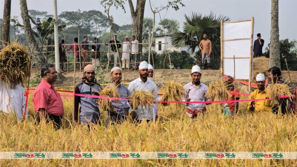 বরগুনায় শস্য কর্তন ও মাঠ দিবস অনুষ্ঠিত
