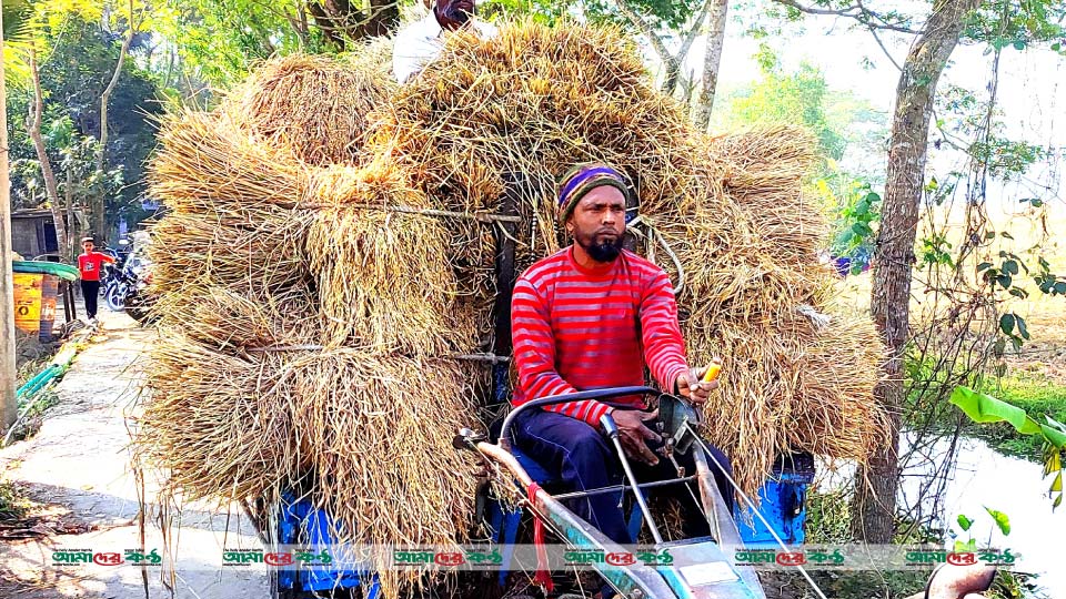 বরগুনায় প্রাকৃতিক দুর্যোগ কাটিয়ে আমনের ব্যাপক ফলন