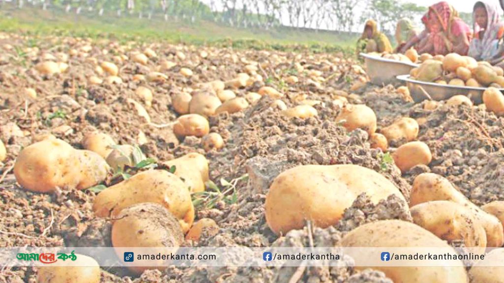 গাইবান্ধায় আলু চাষে বাম্পার ফলন,দাম নিয়ে বিপাকে কৃষক