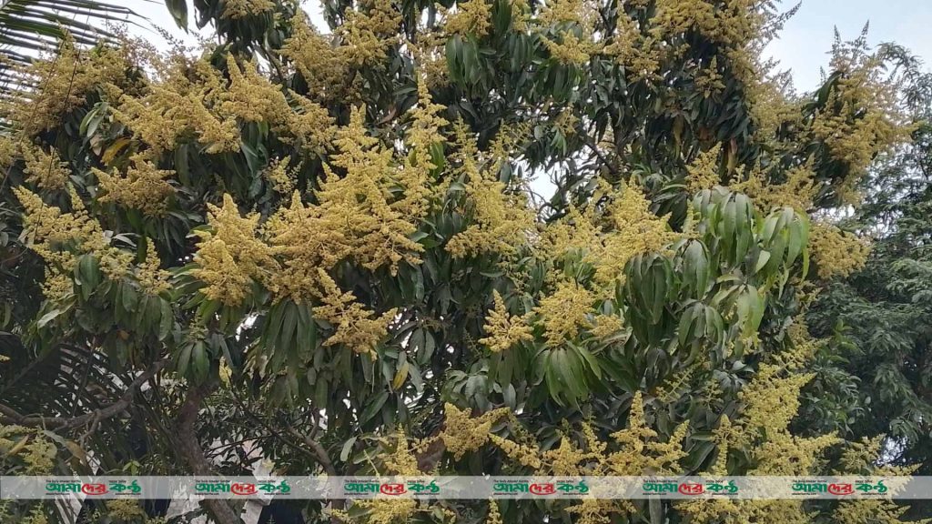 পাইকগাছায় আমের মকুলে দুলছে আম চাষীদের স্বপ্ন