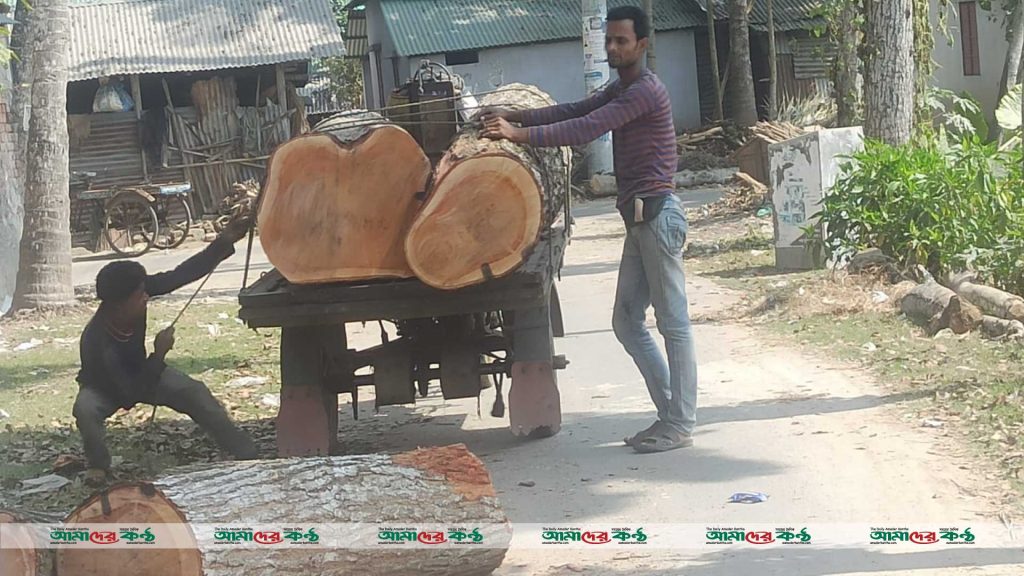 সাতক্ষীরায় মাদ্রাসার অধ্যক্ষ কর্তৃক অবৈধভাবে রাস্তার গাছ কর্তন