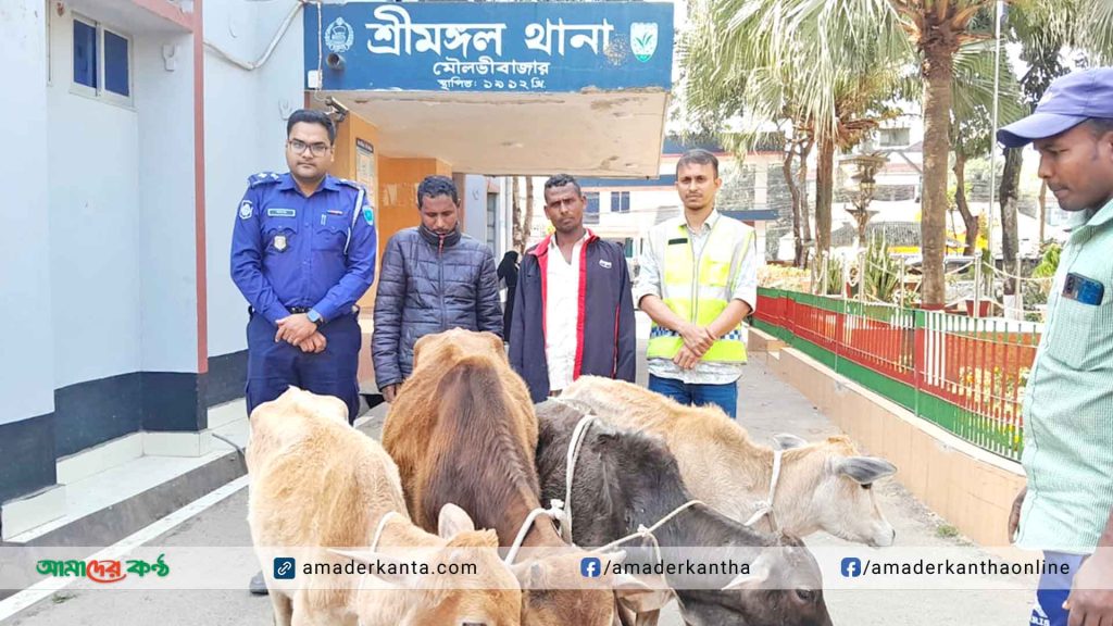 শ্রীমঙ্গলে ৪টি চোরাই গরু উদ্ধার, আটক ২