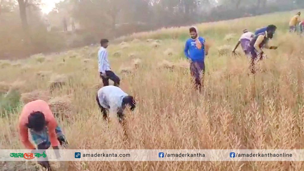 নাচোলে আদালতের নিষেধাজ্ঞা থাকা স্বত্তেও ফসল লুট