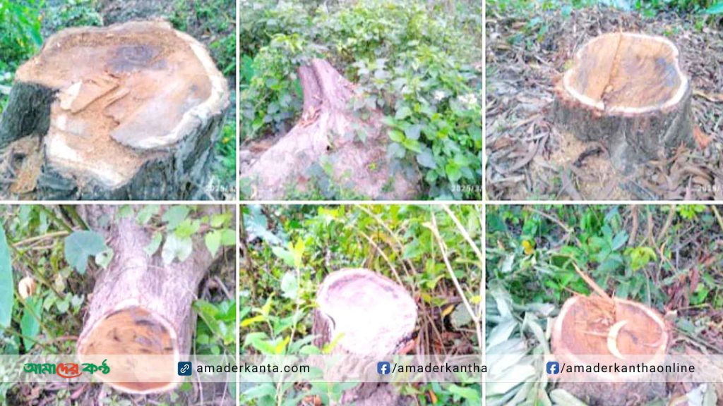 কাউখালীতে লাখ টাকার বনায়নের গাছ কেটে নিয়ে গেছে দুর্বৃত্তরা