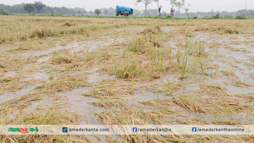 নাচোলে অতি বৃষ্টিতে জমির ধান ডুবে ব্যপক ক্ষতি, বিপাকে কৃষকেরা