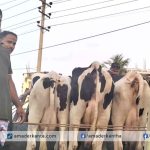 মুন্সিগঞ্জ থেকে ডাকাতি হওয়া গরু সোনারগাঁ থেকে উদ্ধার